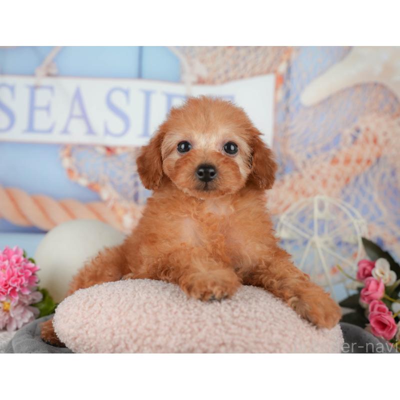 販売中の千葉県のトイプードル-438996の3枚目