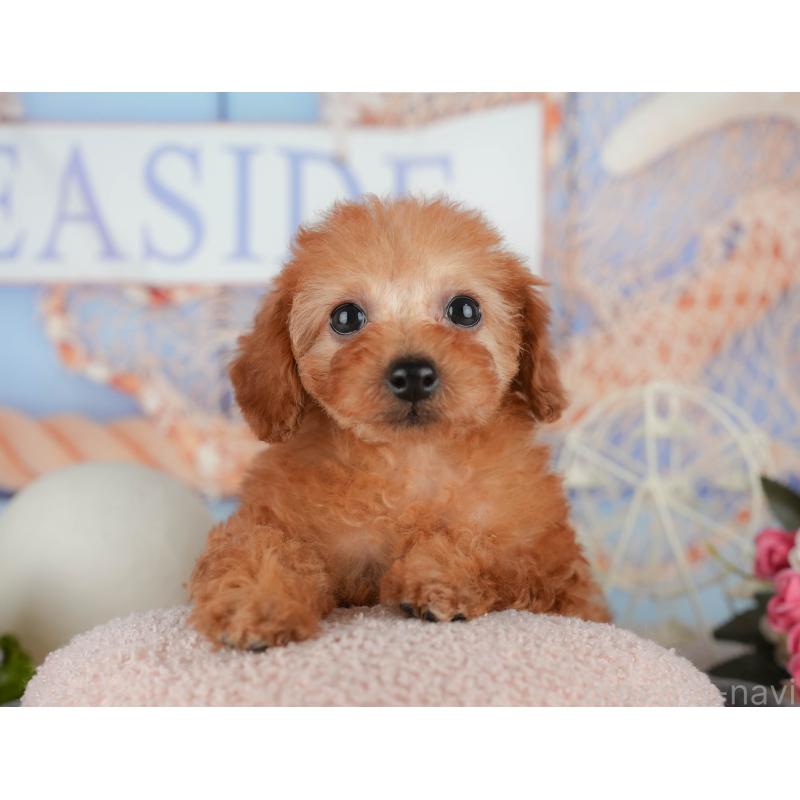 販売中の千葉県のトイプードル-438996の2枚目