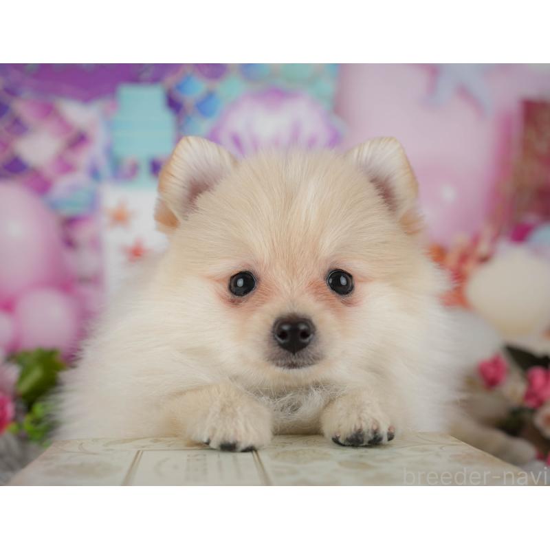 販売中ののポメラニアン-438991