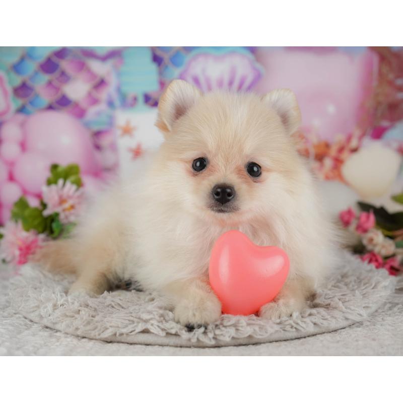 販売中の千葉県のポメラニアン-438991の11枚目