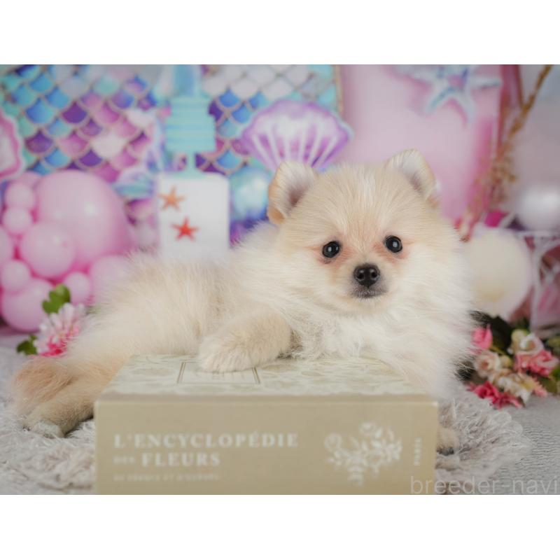 販売中の千葉県のポメラニアン-438991の9枚目