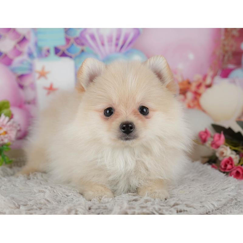 販売中の千葉県のポメラニアン-438991の8枚目