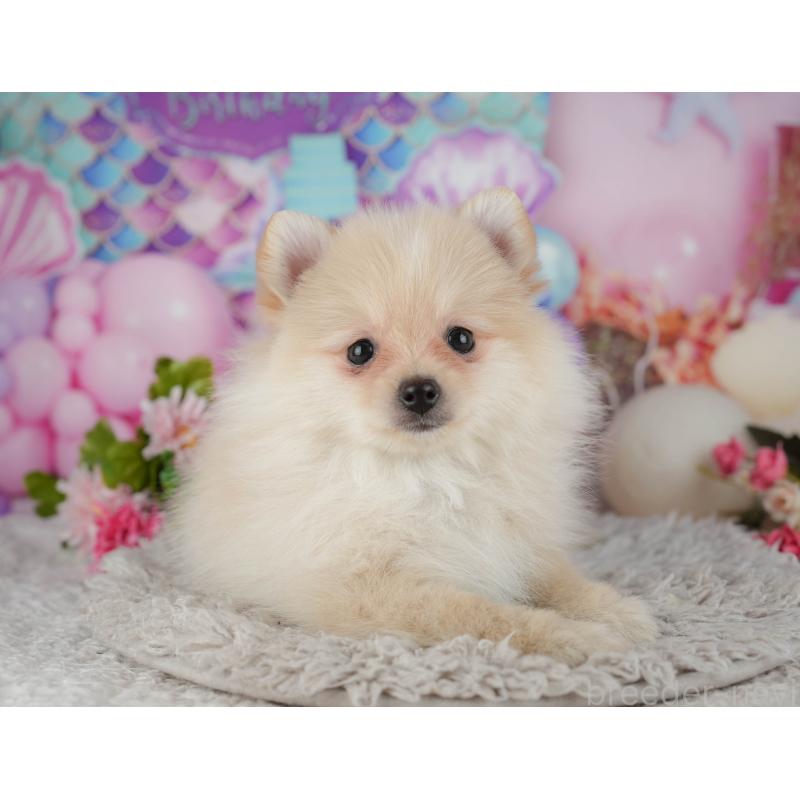 販売中の千葉県のポメラニアン-438991の7枚目