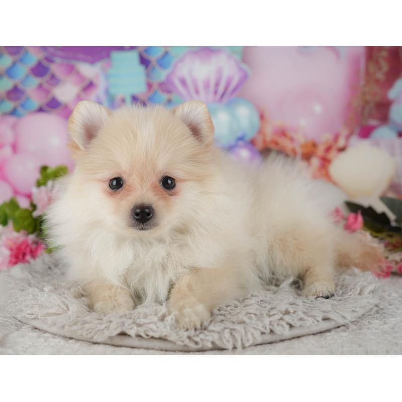 販売中の千葉県のポメラニアン-438991の6枚目