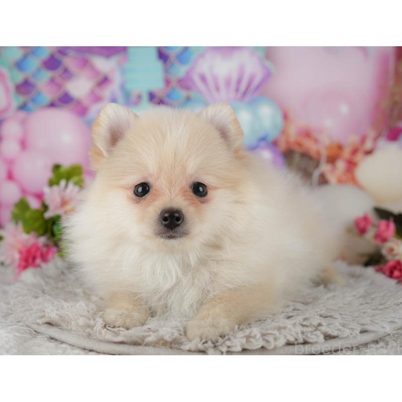 販売中の千葉県のポメラニアン-438991の5枚目