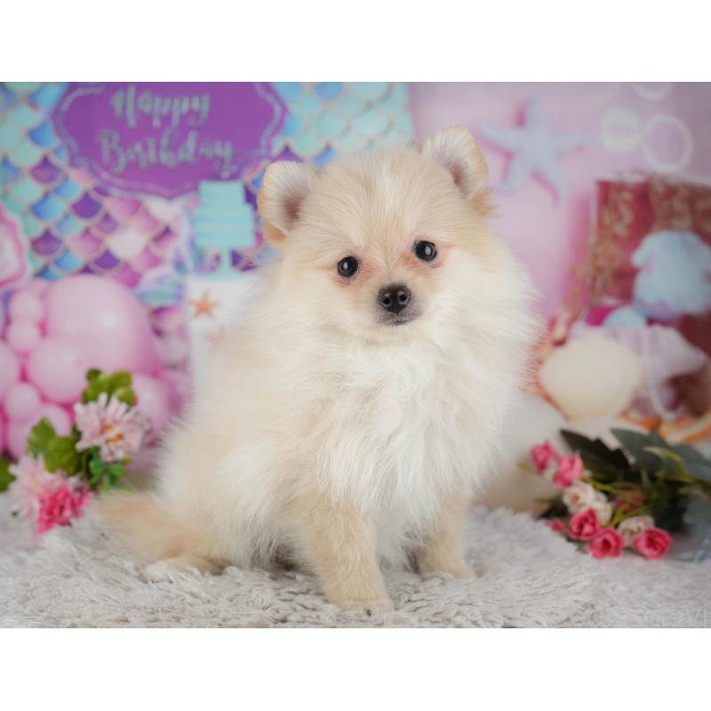 販売中の千葉県のポメラニアン-438991の4枚目