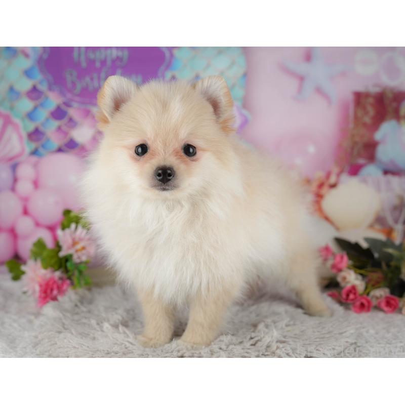 販売中の千葉県のポメラニアン-438991の3枚目