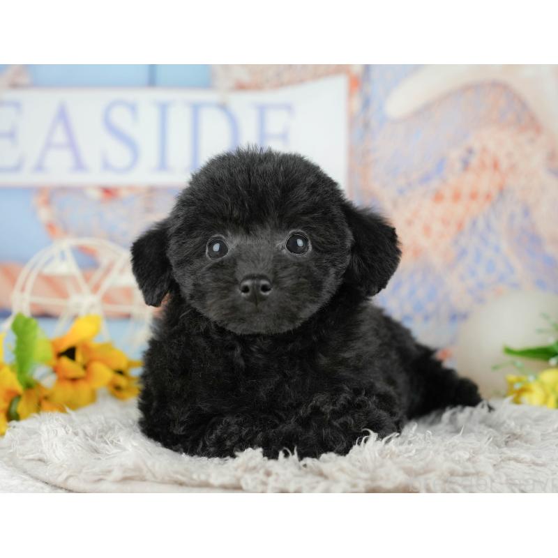 販売中の千葉県のトイプードル-438989