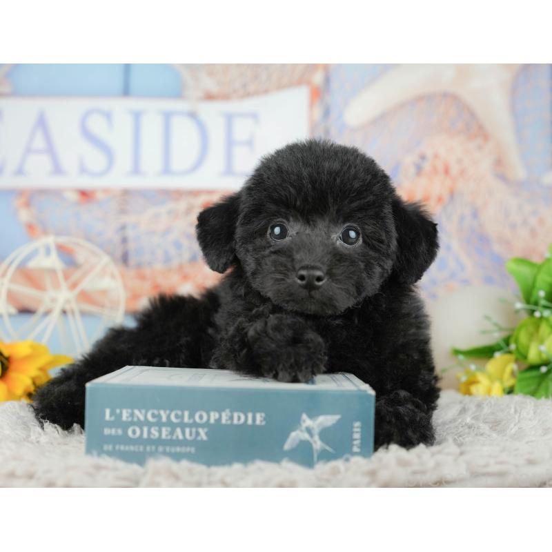 販売中の千葉県のトイプードル-438989の10枚目