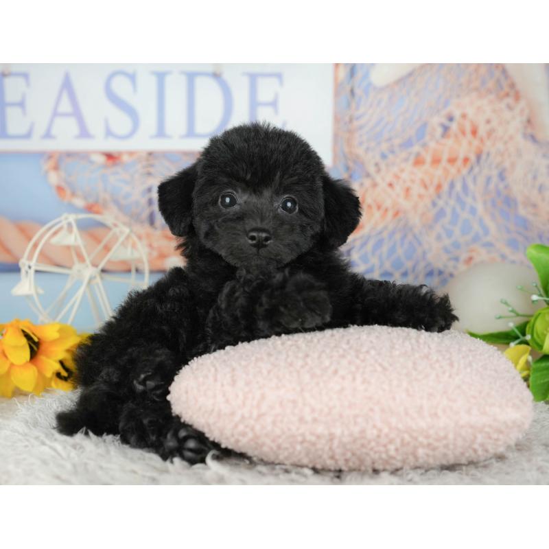 販売中の千葉県のトイプードル-438989の9枚目