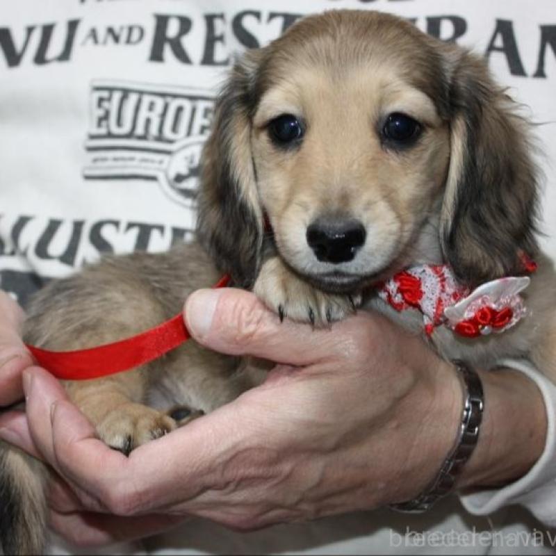 販売中の福岡県のミニチュアダックスフンド(ロングヘアード)-438875の2枚目