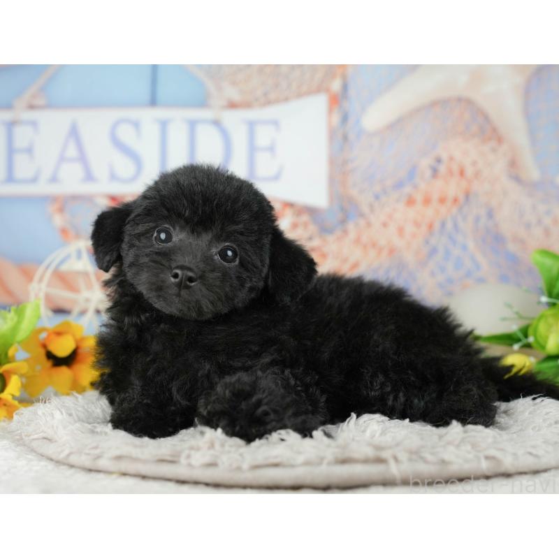 販売中の千葉県のトイプードル-438989の8枚目