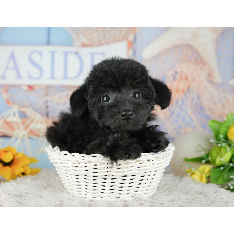 販売中の千葉県のトイプードル-438989の7枚目