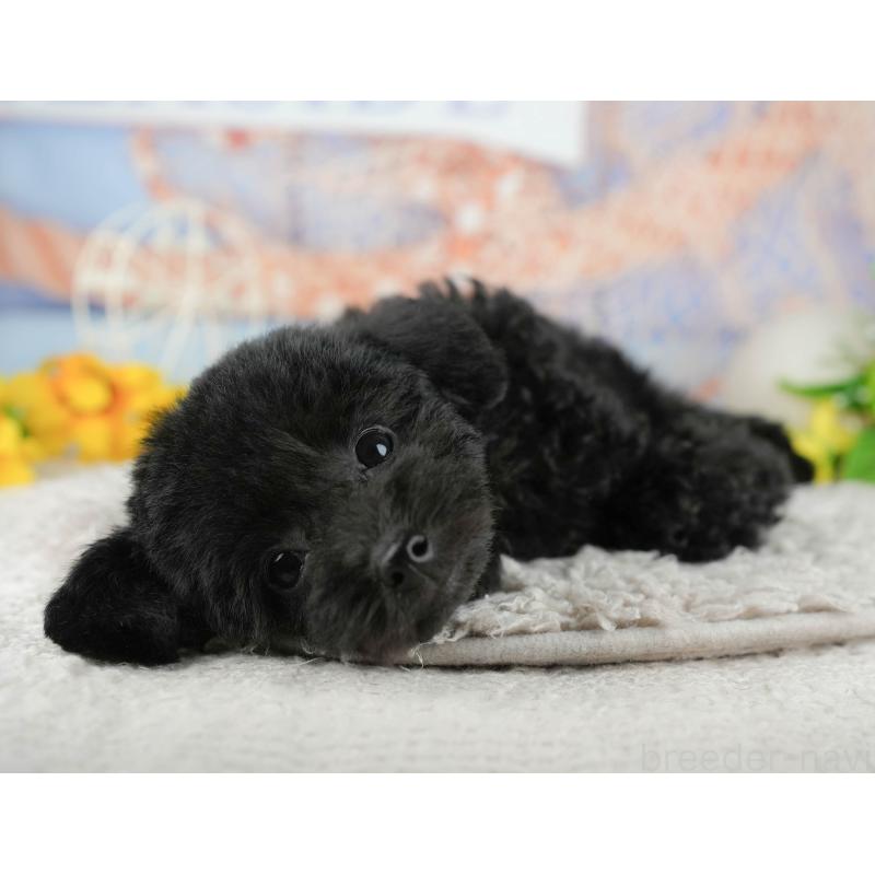 販売中の千葉県のトイプードル-438989の5枚目