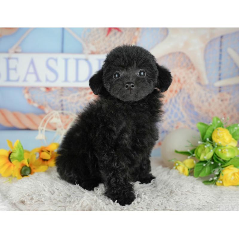 販売中の千葉県のトイプードル-438989の4枚目