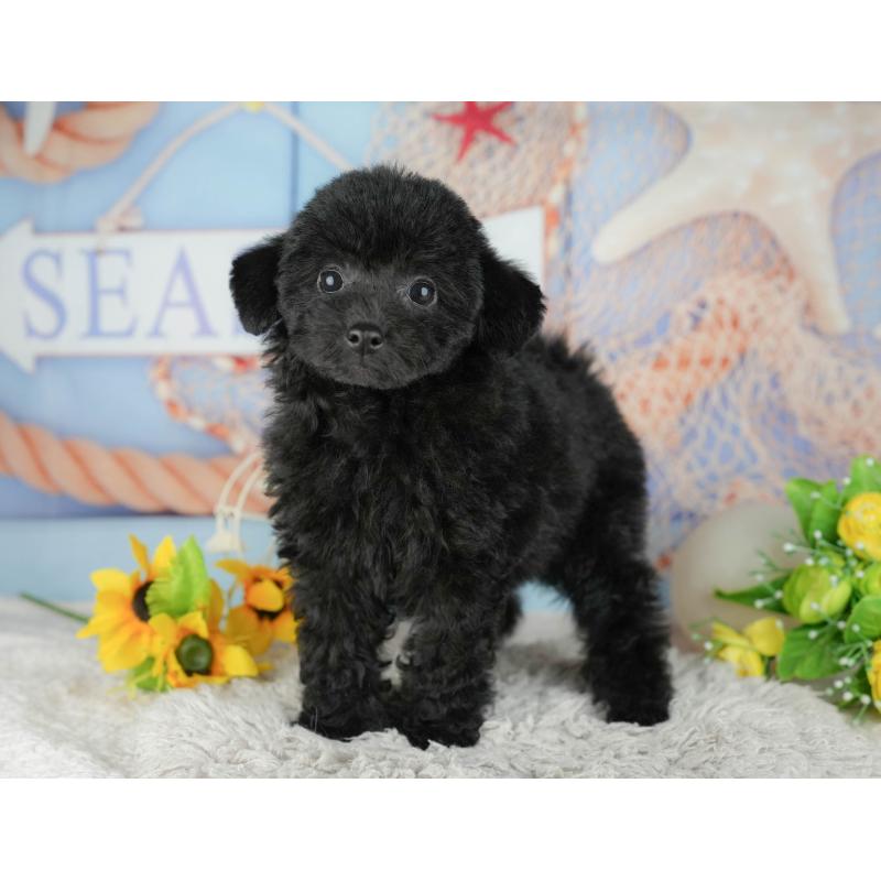 販売中の千葉県のトイプードル-438989の3枚目