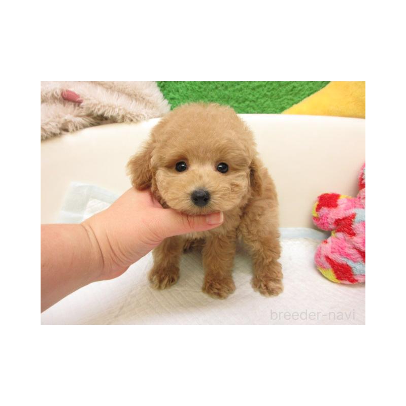 販売中の大阪府のトイプードル-438876の2枚目