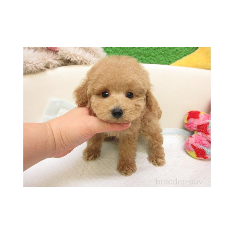 販売中の大阪府のトイプードル-438876の1枚目