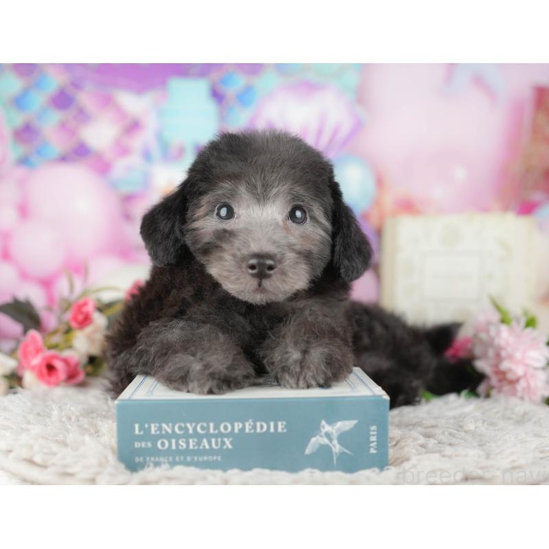 販売中の千葉県のトイプードル-438981の10枚目