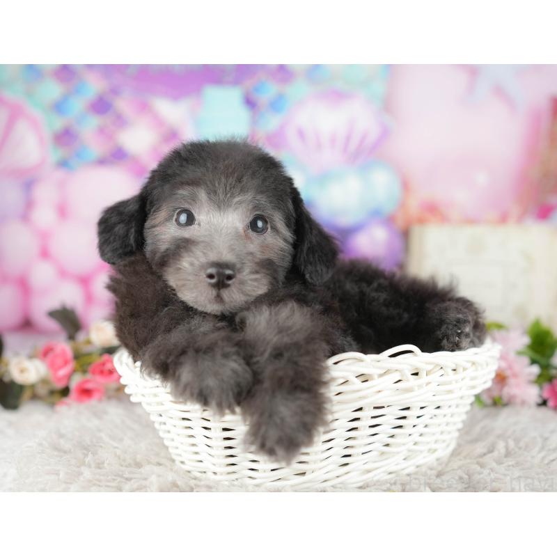 販売中の千葉県のトイプードル-438981の9枚目