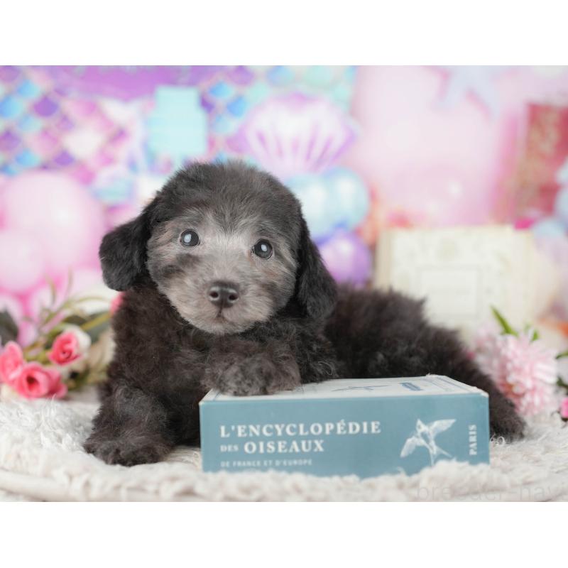 販売中の千葉県のトイプードル-438981の8枚目