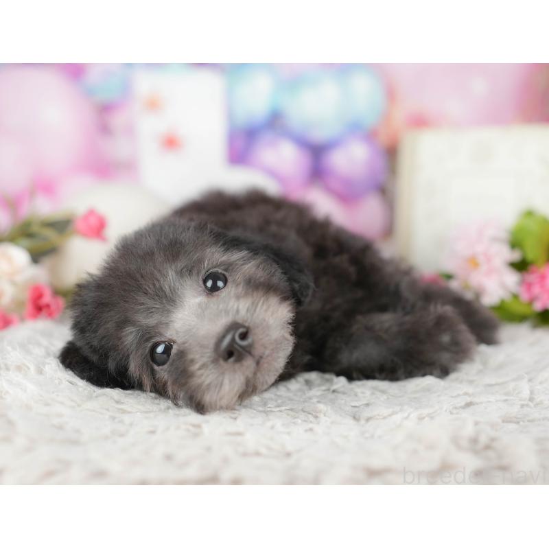 販売中の千葉県のトイプードル-438981の4枚目