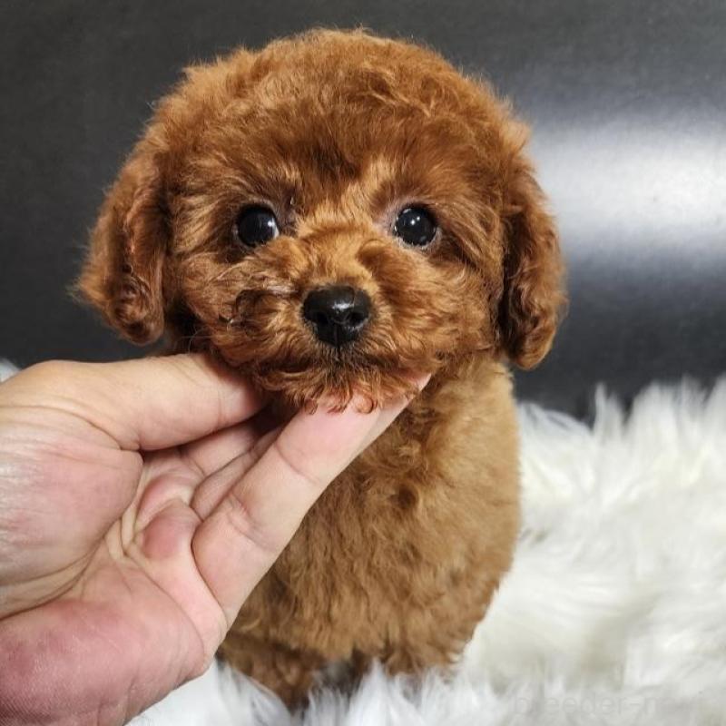 販売中の群馬県のトイプードル-425348