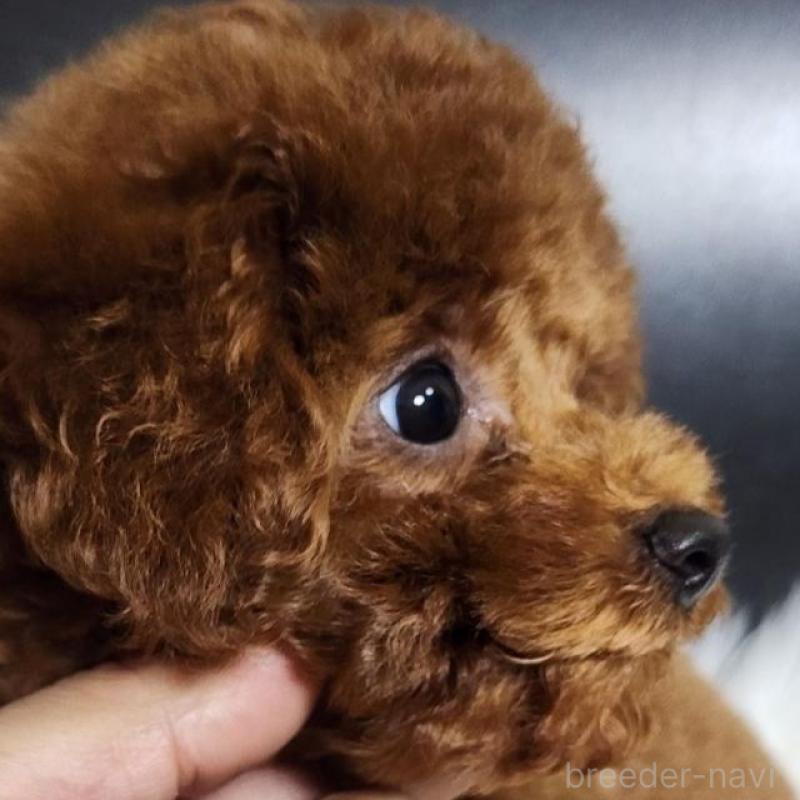 販売中の群馬県のトイプードル-425355の5枚目