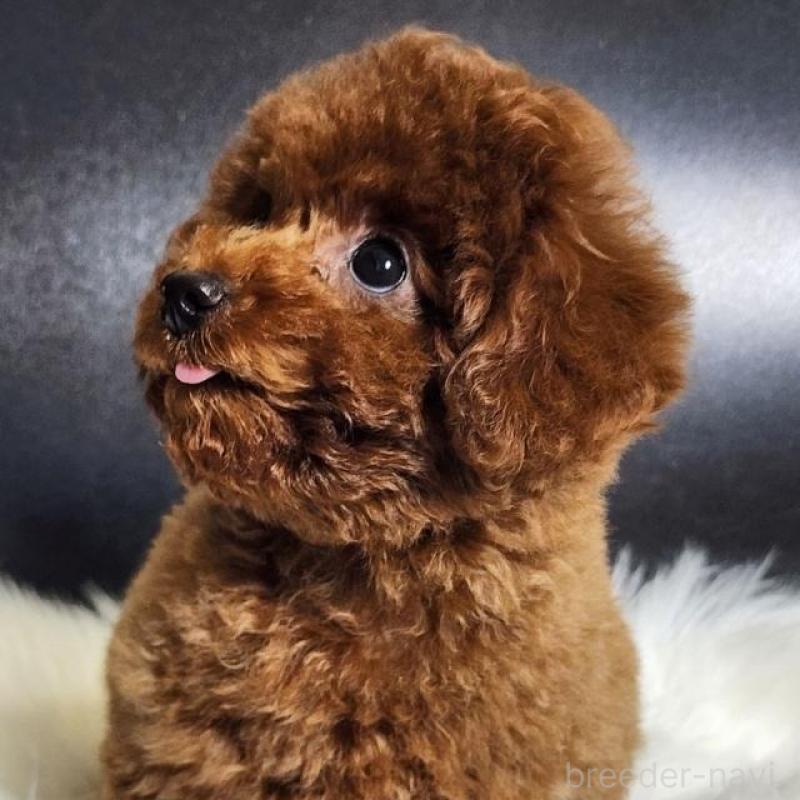 販売中の群馬県のトイプードル-425355の4枚目