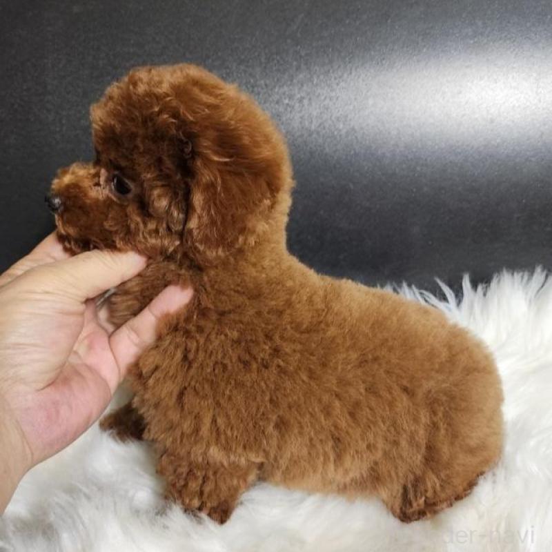 販売中の群馬県のトイプードル-425355の3枚目