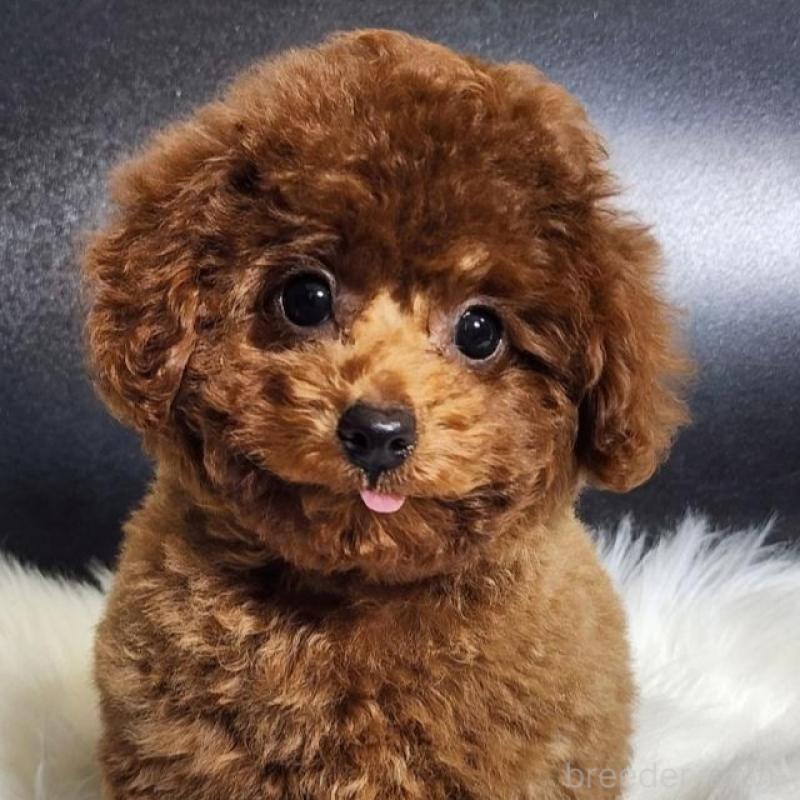 販売中の群馬県のトイプードル-425355