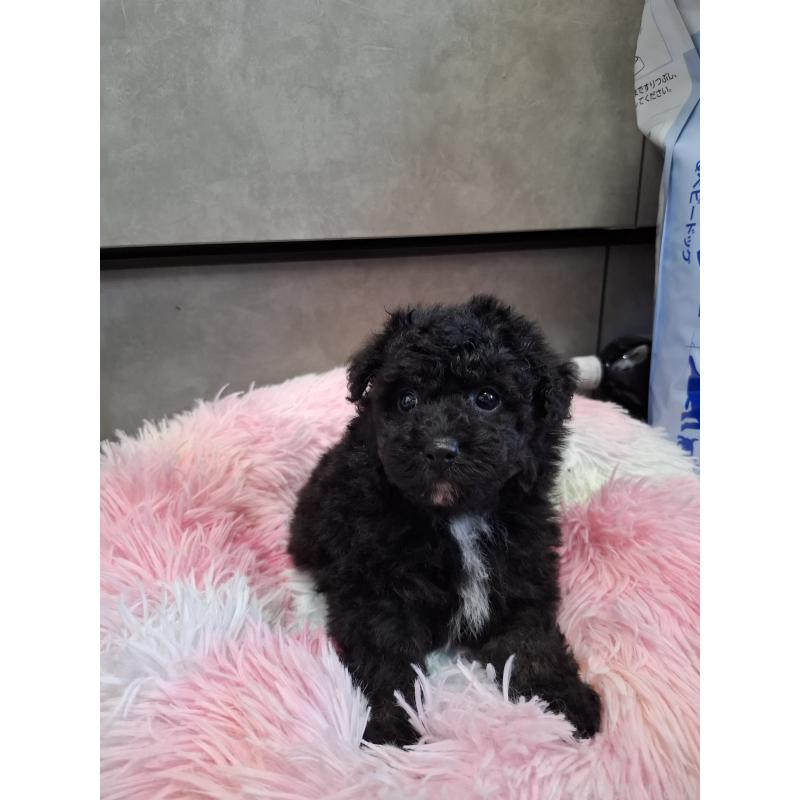 商談中の群馬県のビションプー:ビションフリーゼ×トイプードル-437320の5枚目