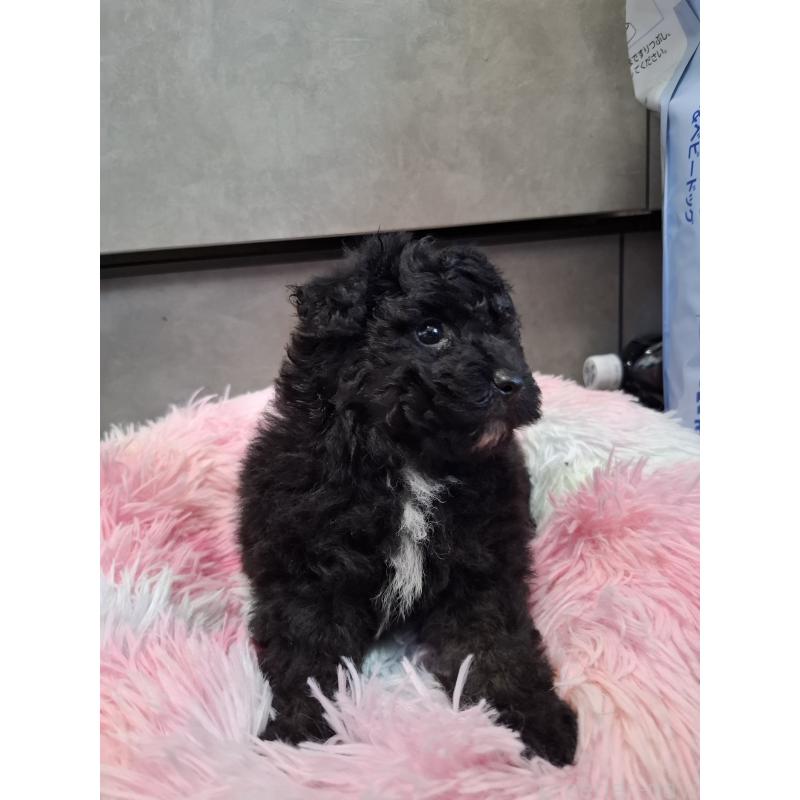 商談中の群馬県のビションプー:ビションフリーゼ×トイプードル-437320の4枚目