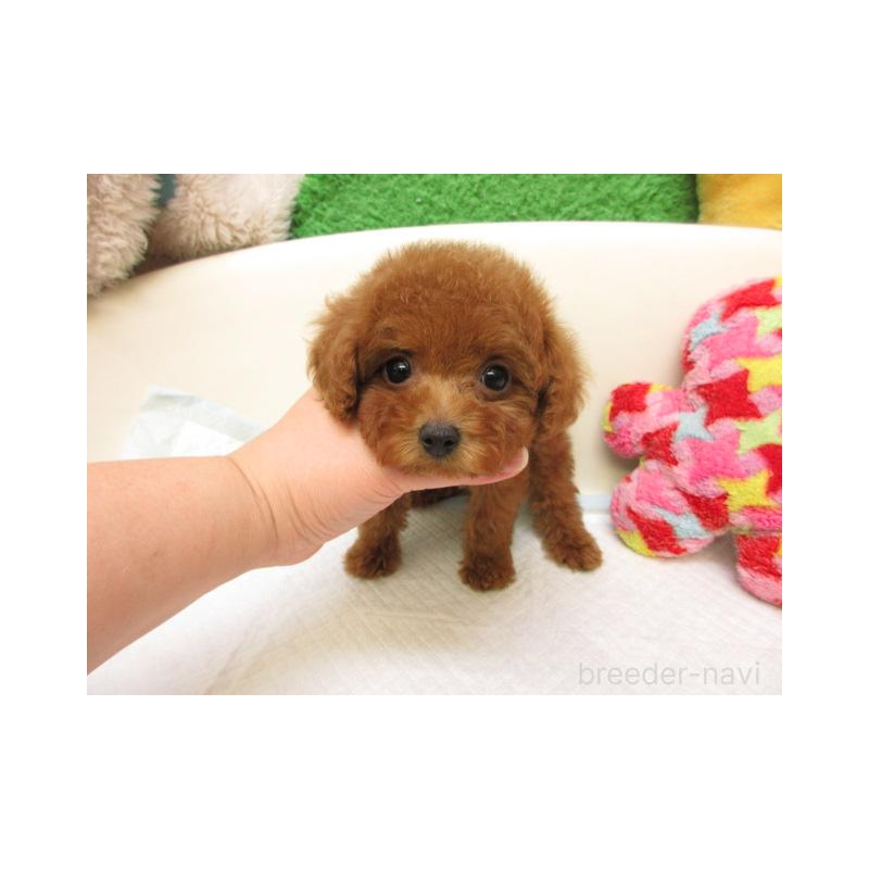 販売中の大阪府のトイプードル-438877の2枚目