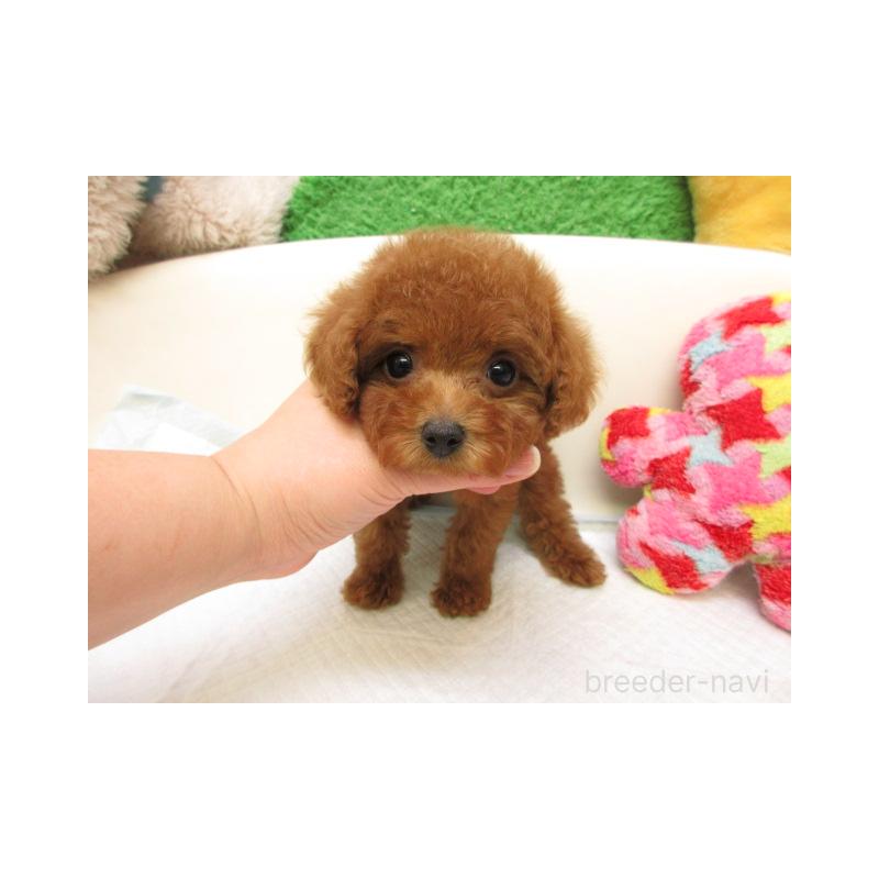 販売中の大阪府のトイプードル-438877