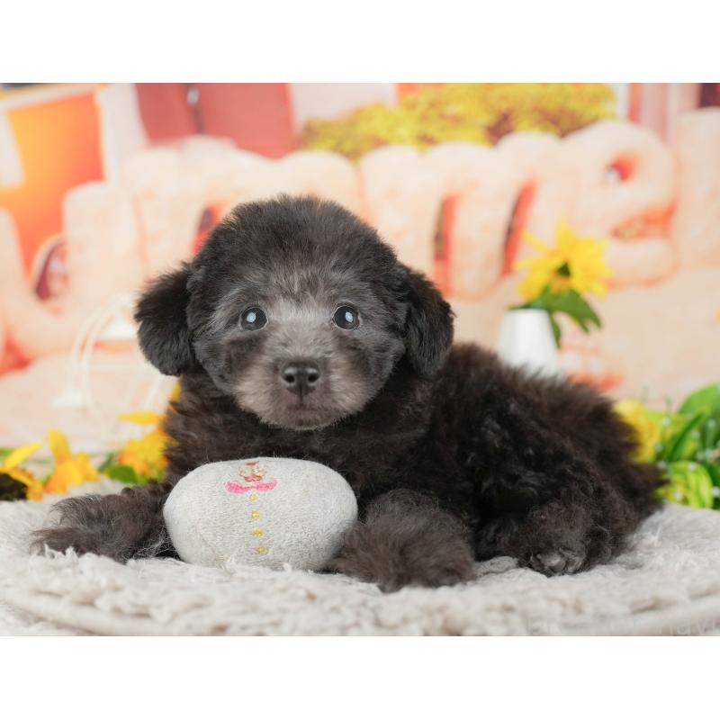 販売中の千葉県のトイプードル-438962の6枚目