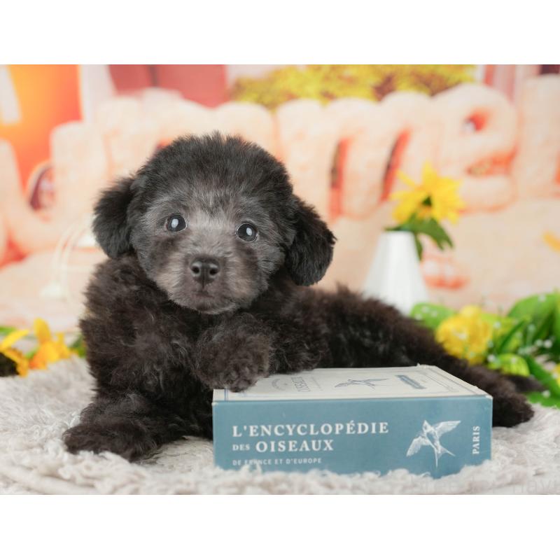 販売中の千葉県のトイプードル-438962の5枚目