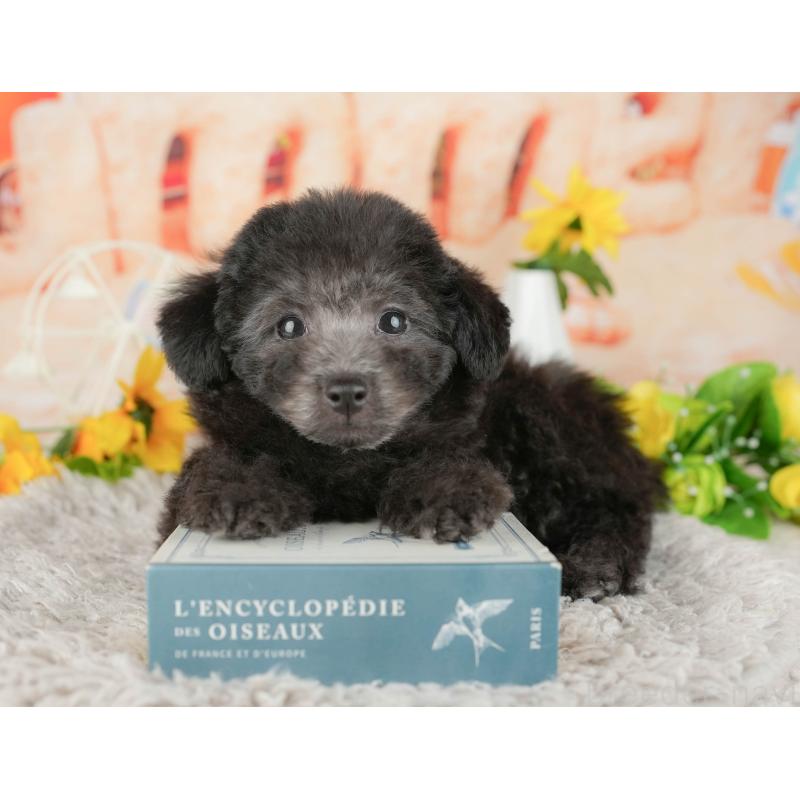 販売中の千葉県のトイプードル-438962の3枚目