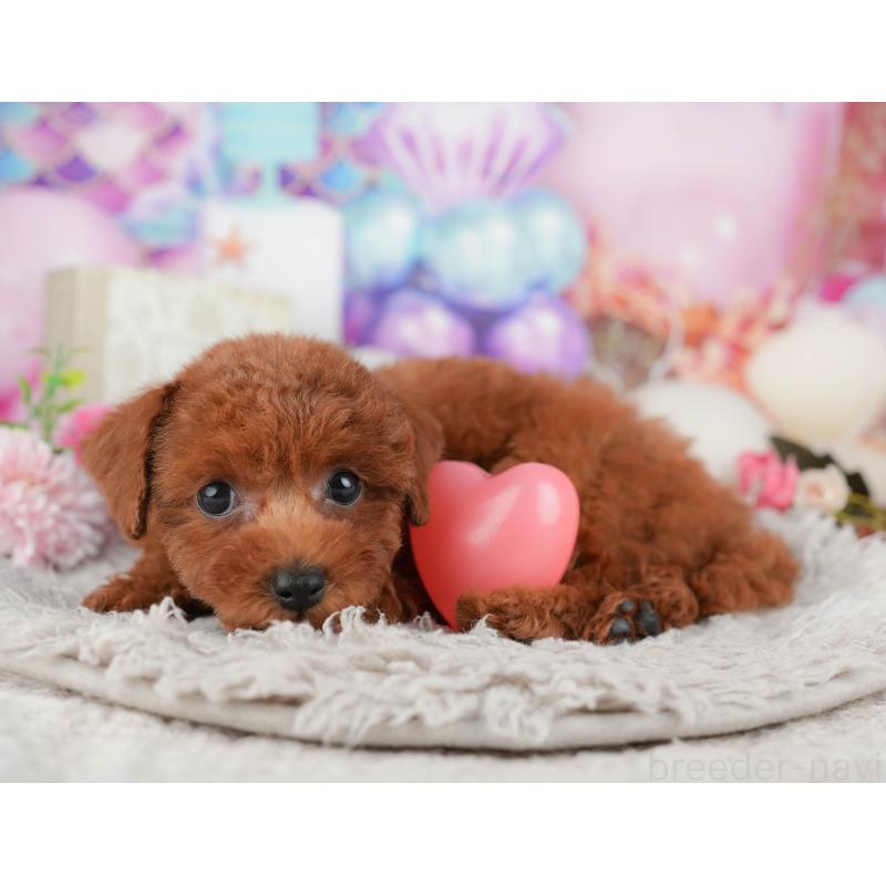 販売中の千葉県のトイプードル-438957の11枚目