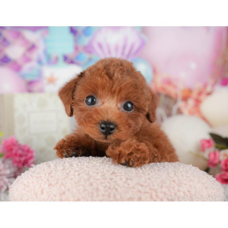 販売中の千葉県のトイプードル-438957の10枚目