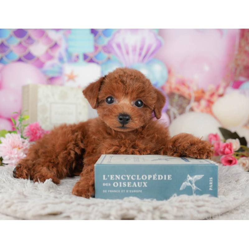 販売中の千葉県のトイプードル-438957の9枚目