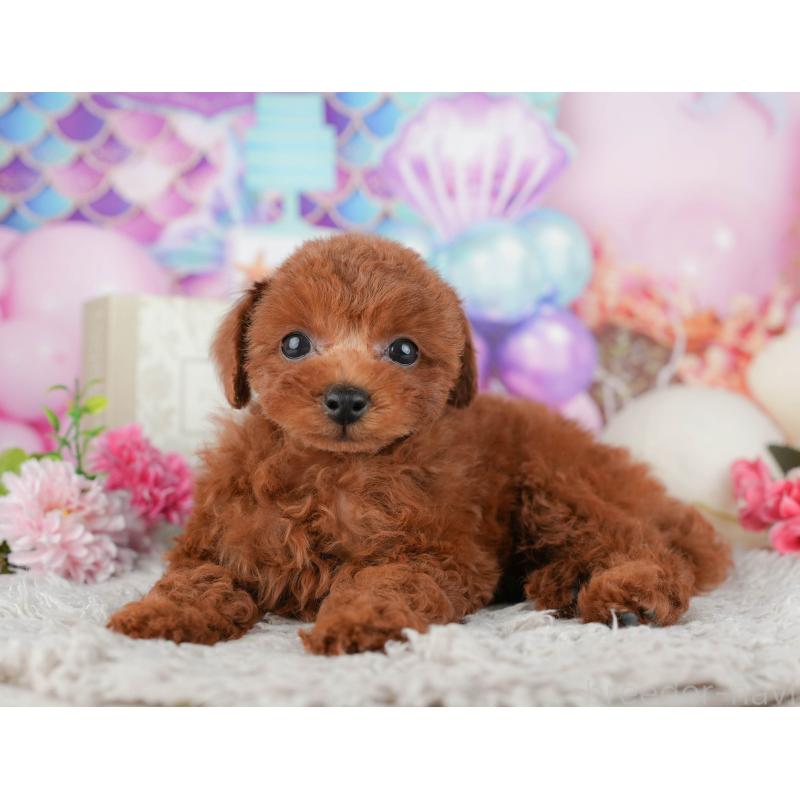 販売中の千葉県のトイプードル-438957の7枚目