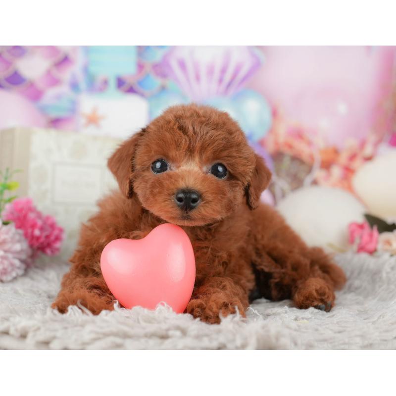 販売中の千葉県のトイプードル-438957の6枚目