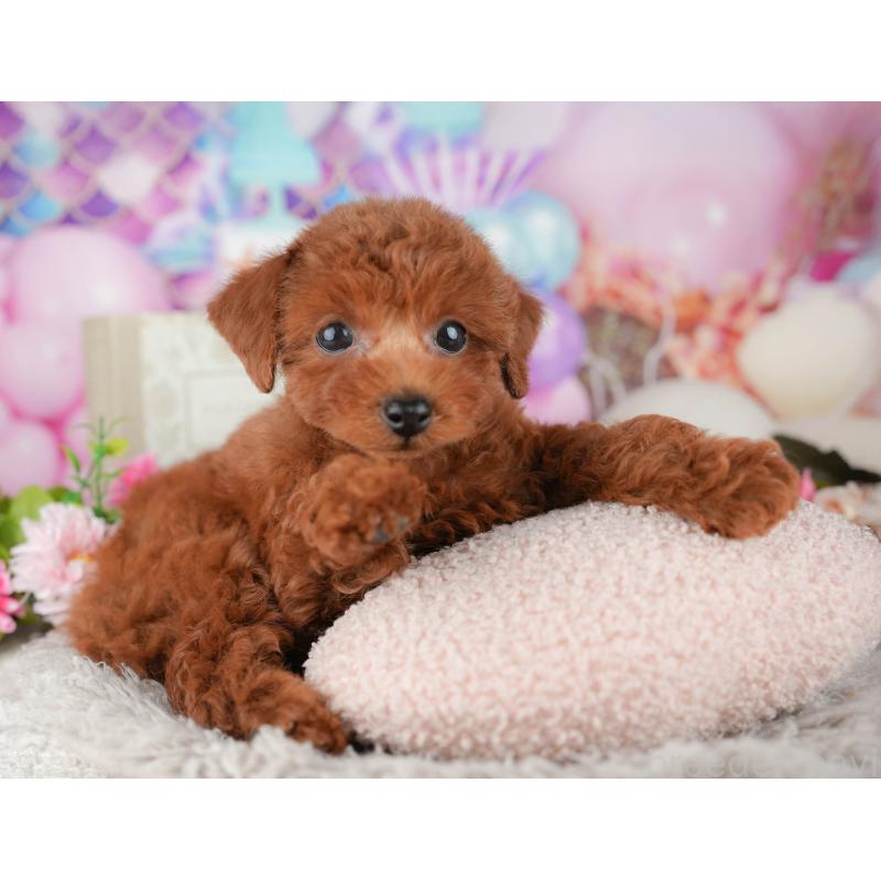 販売中の千葉県のトイプードル-438957の5枚目