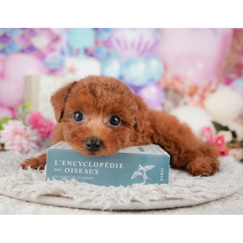 販売中の千葉県のトイプードル-438957の4枚目