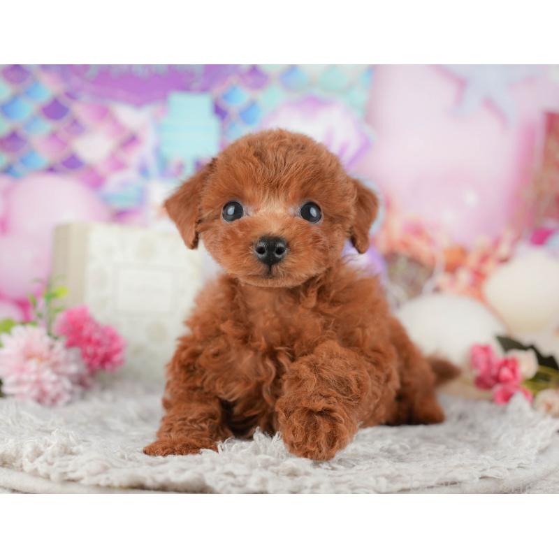 販売中の千葉県のトイプードル-438957の3枚目