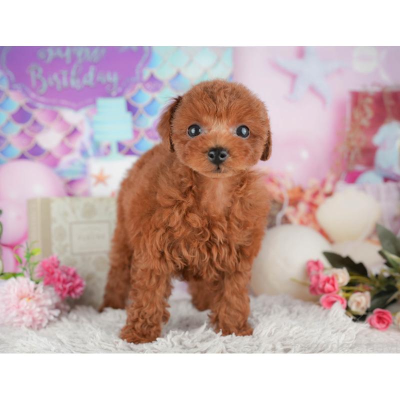 販売中の千葉県のトイプードル-438957の2枚目