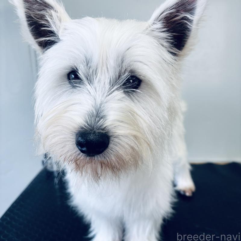 商談中の岐阜県のウエストハイランドホワイトテリア(ウエスティ)-438880の1枚目