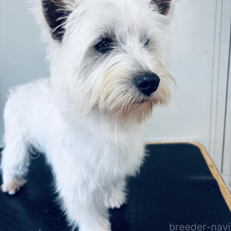 商談中の岐阜県のウエストハイランドホワイトテリア(ウエスティ)-438880の3枚目