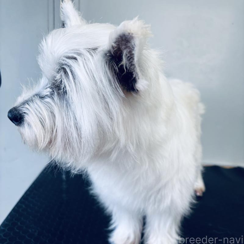 商談中の岐阜県のウエストハイランドホワイトテリア(ウエスティ)-438880の2枚目